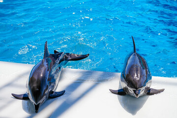 プールサイドに2頭ならんだイルカ