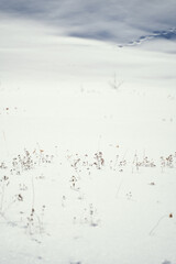 Minimalistic frame with grass covered with snow.