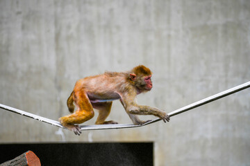 綱渡りをする一匹のニホンザル