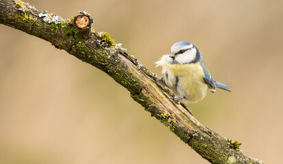 Cute blue tit sitting on a branch in the forest during windy weather with an even background