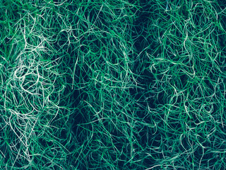 Background of Spanish Moss or Tillandsia Usneoides