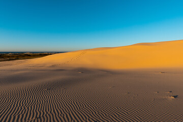 Beautiful golden light on the sand dune.