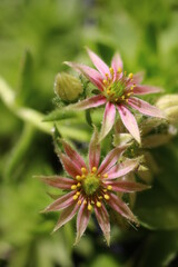 Rojnik Murrmy Sempervivum