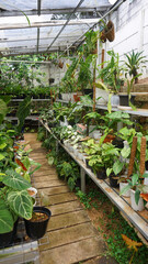 Various potted plants arranged in greenhouse. Plant lovers concept. Green house plants modern interior decoration. Pathway of a garden center and plants
