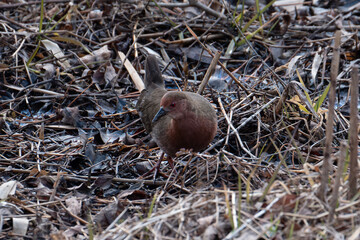 湿原、河川、水田、里山などに生息するヒクイナ