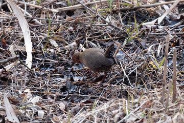 湿原、河川、水田、里山などに生息するヒクイナ