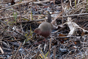 湿原、河川、水田、里山などに生息するヒクイナ