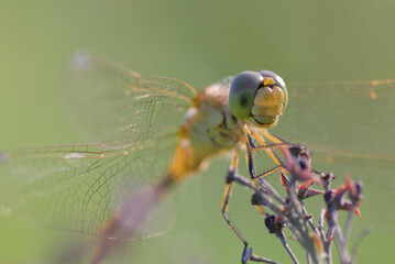 close up of a dragonfly