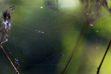 spider on web