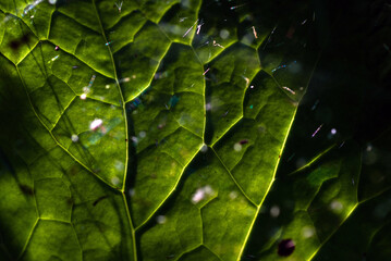 green leaf texture