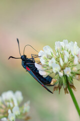 butterfly on flower