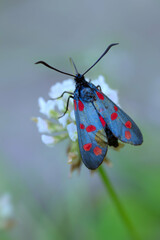 butterfly on a green leaf