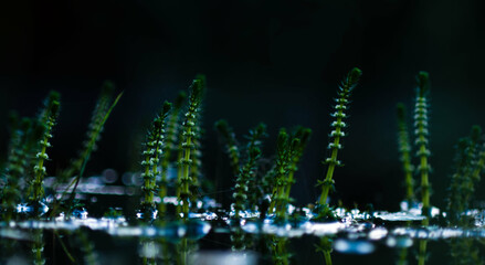 aquatic plants on the water
