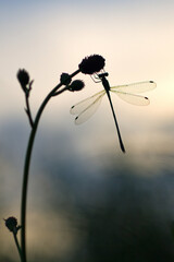 dragonfly on a plant