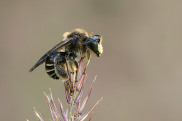 bee on a flower