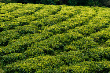 Green tea field