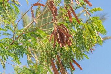 Leadtree with its typical pulses (Genus Leucaena). Various uses of some species
in agriculture.
