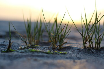 Salt mud grass: Rare natural landscape with diverse plant and animal life. Ideal for the protection...