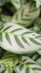 Fresh foliage of Calathea zebrina (The zebra plant) - Green leaf layer nature abstract background