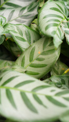 Fresh foliage of Calathea zebrina (The zebra plant) - Green leaf layer nature abstract background