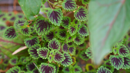 Coleus or miana plant leaves close up shot 