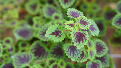 Coleus or miana plant leaves close up shot 