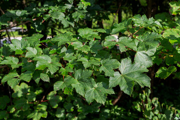 Leaves of Sycamore, Acer pseudoplatanus. Photo taken in the municipality of Absam, Austria
