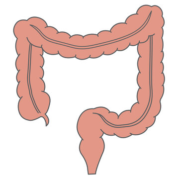 人間の体_大腸