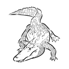 Hand-drawn pencil graphics, crocodile, alligator, croc. Engraving, stencil style. Black and white logo, sign, emblem, symbol. Stamp, seal. Simple illustration. Sketch.