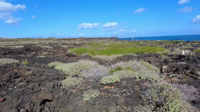 Black volcanic lava stones and yellow sand by the sae in ocean beach in Lanzarote , Spain - Summer holidays in Canary Islands biosfere reserve 