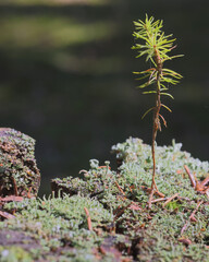 small green pine between lichen