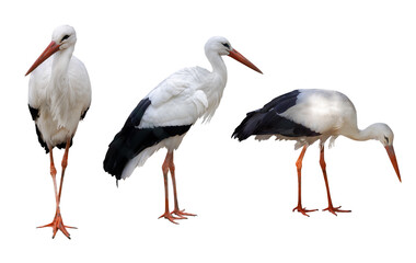 isolated on white three large storks