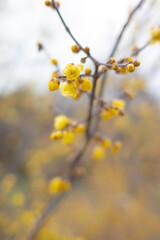 yellow blossom of Japanese allspice, plum, flower, Chimonanthus praecox, wintersweet.