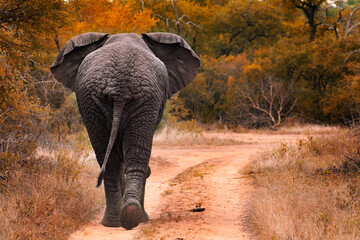 elephant in the savannah southafrica. Kruger Park - obrazy, fototapety, plakaty