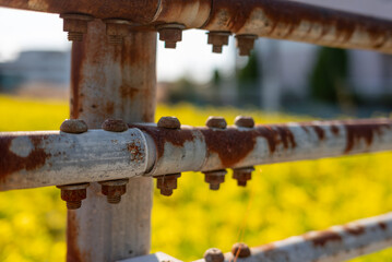 rusty guard rail barrier with canola flower, flower, guard rail, barrier, rusted.