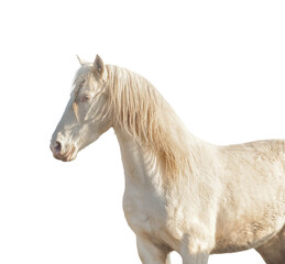 Isolated of palomino horse on transparent background