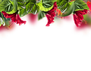 Floral border with red hibiscus flowers and green leaves, isolated 