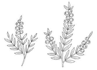Heather flower set graphic black white isolated sketch illustration vector