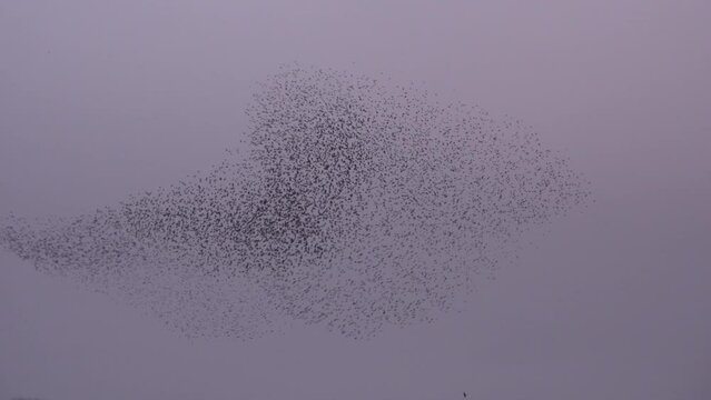Large flock of birds flying in the evening light in murmuration as starlings fly England UK 4K