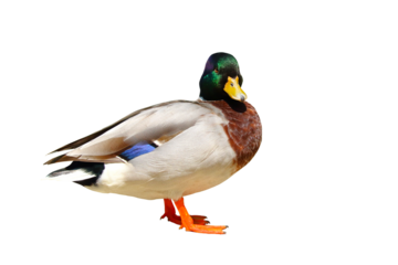 Colorful mallard duck isolated on transparent background.
