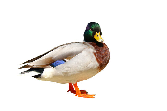 Colorful mallard duck isolated on transparent background.