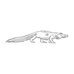 Hand-drawn pencil graphics, crocodile, alligator, croc. Engraving, stencil style. Black and white logo, sign, emblem, symbol. Stamp, seal. Simple illustration. Sketch.