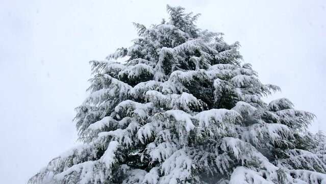 雪景色にそびえるヒマラヤ杉の大木