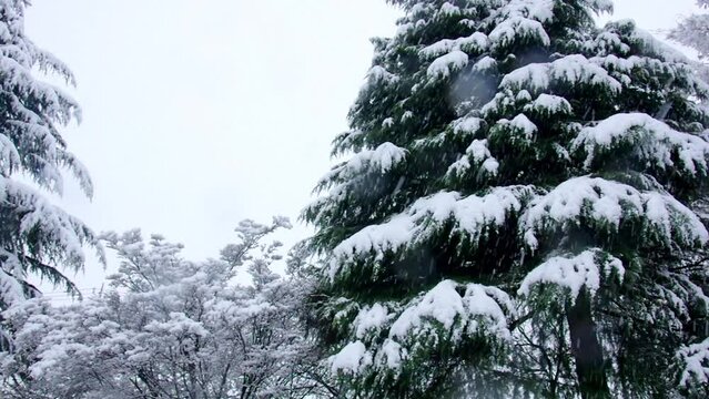 木々に降り積もる雪景色