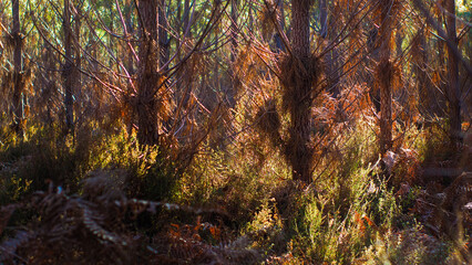 Forêt des Landes de Gascogne, pendant le crépuscule