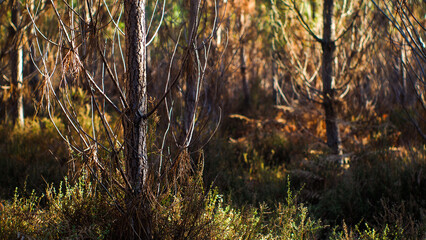 Naklejka premium Forêt des Landes de Gascogne, pendant le crépuscule