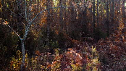 Forêt des Landes de Gascogne, pendant le crépuscule