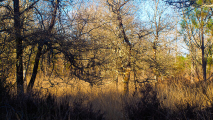 Forêt des Landes de Gascogne, pendant le crépuscule