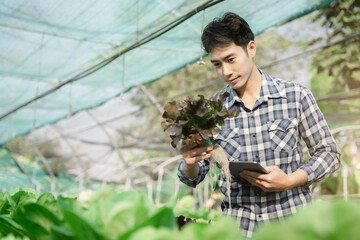 Smiling male gardener working in Hydroponics greenhouse farm garden in the morning.