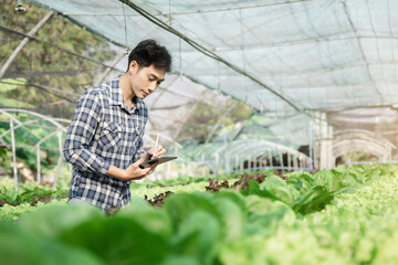 Asian farmer using hand holding tablet and organic vegetables hydroponic in greenhouse plantation. hydroponic salad vegetable garden owner working. Smart farming.